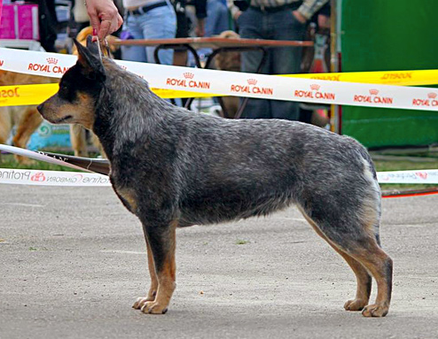Австралийская пастушья собака Кора, Dingostar Amazing Carambia