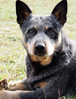 Австралийская пастушья собака, Австралийский хилер Оззи