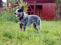 Австралийская пастушья собака Эйс