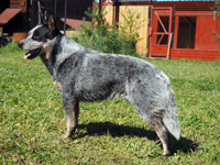Австралийская пастушья собака Эйс