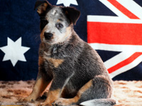 Щенки Австралийской пастушьей собаки. Щенки Австралийского хилера