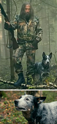 Австралийская пастушья собака, Австралийский хилер снялся в российском сериале Физрук с Дмитрием Нагиевым. Australian Cattle Dog