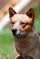 Австралийская пастушья собака Симба