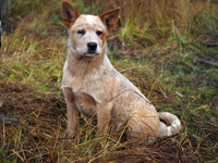 Щенок Австралийской пастушьей собаки. Щенок Австралийского хилера