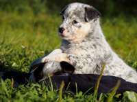 Щенок Австралийской пастушьей собаки. Щенок Австралийского хилера