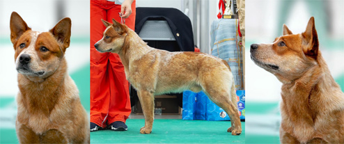 Австралийская пастушья собака Дингостар Сказочный Принц