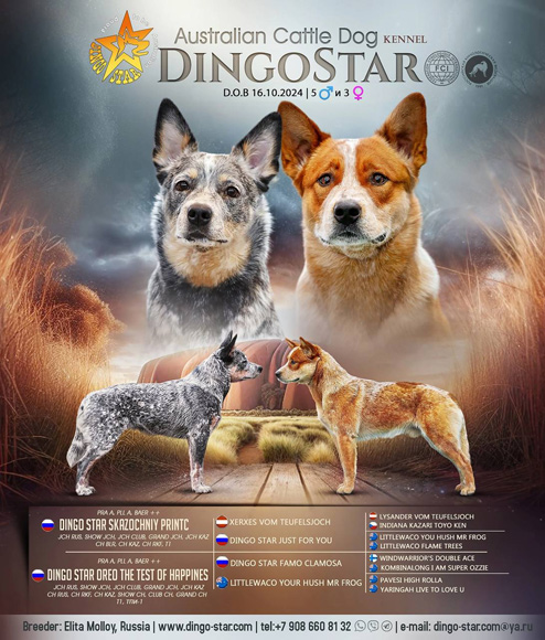   Dingo Star