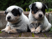 Щенок Австралийской пастушьей собаки. Щенок Австралийского хилера