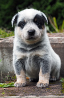 Щенок Австралийской пастушьей собаки. Щенок Австралийского хилера