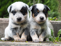 Щенки Австралийской пастушьей собаки. Щенки Австралийского хилера