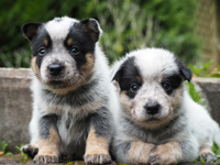 Щенки Австралийской пастушьей собаки. Щенки Австралийского хилера