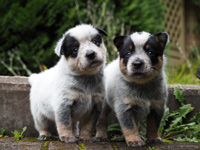 Щенки Австралийской пастушьей собаки. Щенки Австралийского хилера