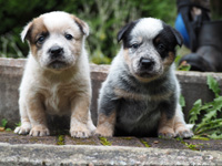 Щенки Австралийской пастушьей собаки. Щенки Австралийского хилера