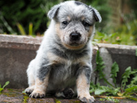 Щенки Австралийской пастушьей собаки. Щенки Австралийского хилера