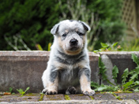 Щенки Австралийской пастушьей собаки. Щенки Австралийского хилера