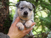 Щенки Австралийской пастушьей собаки. Щенки Австралийского хилера