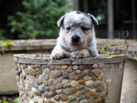 Щенки Австралийской пастушьей собаки. Щенки Австралийского хилера