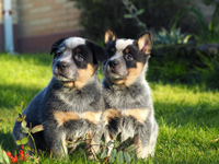 Щенки Австралийской пастушьей собаки. Щенки Австралийского хилера