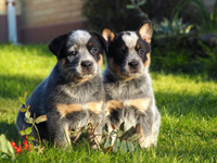 Щенки Австралийской пастушьей собаки. Щенки Австралийского хилера