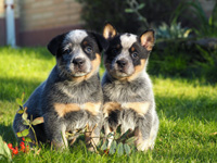 Щенки Австралийской пастушьей собаки. Щенки Австралийского хилера