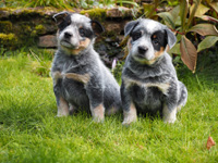 Щенки Австралийской пастушьей собаки. Щенки Австралийского хилера