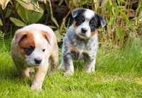 Щенки Австралийской пастушьей собаки. Щенки Австралийского хилера