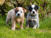 Щенки Австралийской пастушьей собаки. Щенки Австралийского хилера