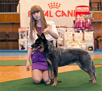 Австралийская пастушья собака, Австралийский хилер Australian Grand Champion PAVESI BLUE GAMBLER
