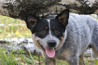 Австралийская пастушья собака, Австралийский хилер Бондай