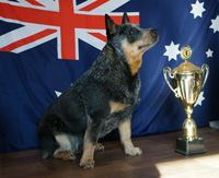 Австралийская пастушья собака, Австралийский хилер. Australian Cattle Dog
