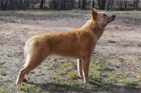 Австралийская пастушья собака Флэйм