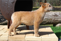 Австралийская пастушья собака Флэйм