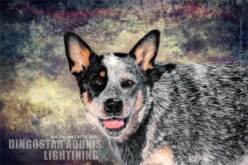 Австралийская пастушья собака Dingostar Adonis Lightining