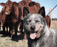 Австралийская пастушья собака. Австралийский хилер. Australian Cattle Dog - Australian Grand Champion QUEBLUE BLU MIN AUSSIE