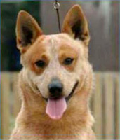Австралийская пастушья собака. Австралийский хилер. Australian Cattle Dog - Australian Champion KOMBINALONG SUPER PINOT