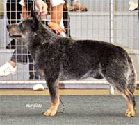 Австралийская пастушья собака. Австралийский хилер. Australian Cattle Dog - Australian Grand Champion YARINGAH LOVER BOY