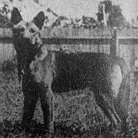 Австралийская пастушья собака, австралийский хилер