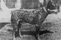 Австралийская пастушья собака, Австралийский хилер. Australian Cattle Dog