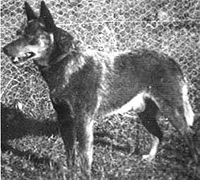 Австралийская пастушья собака, Австралийский хилер, представитель питомника Tallawong