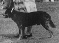 Австралийская пастушья собака, Австралийский хилер, представитель питомника Tallawong